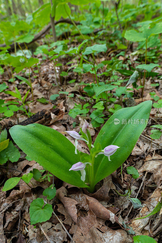 Showy Orchis， (Galearis Spectabilis)， Mount Magazine, AR